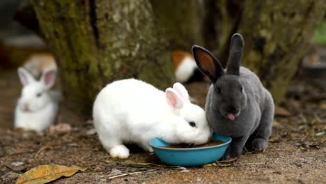 conejos-comiendo-hierba-en-el-suelo-de-la-jaula