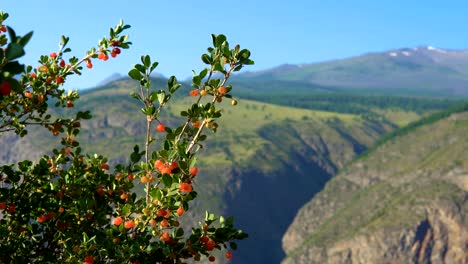 Arbusto-silvestre-de-alpine-Lonicera-microphylla.