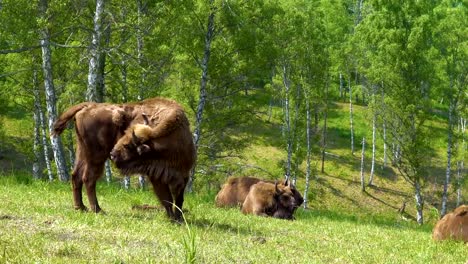 European-bison-(Bison-bonasus).