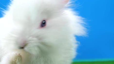 Cute-bunny-on-blue-back-ground-itches-its-side-with-green-screen