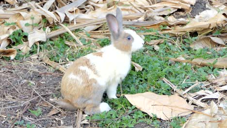 Conejo-silvestre-en-la-naturaleza.