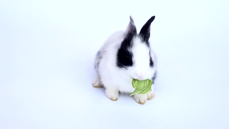 Lovely-twenty-days-rabbit-on-white-background