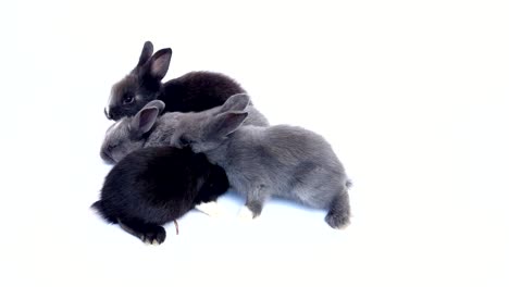 Lovely-20-days-rabbit-over-white-background