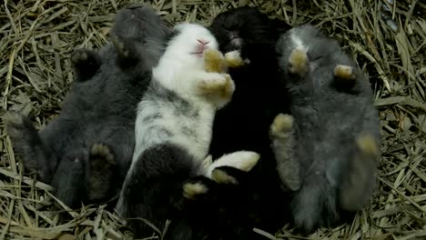 Schöne-zwanzig-Tage-Baby-Kaninchen-in-einem-Heunest