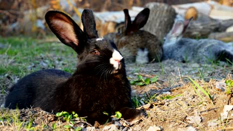 Schwarzes-Kaninchen-liegt-auf-dem-Gras-im-Wald-und-schaut-in-die-Kamera