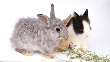 Osterhase,-niedliche-Hasen,-Kaninchen-auf-weißem-Hintergrund