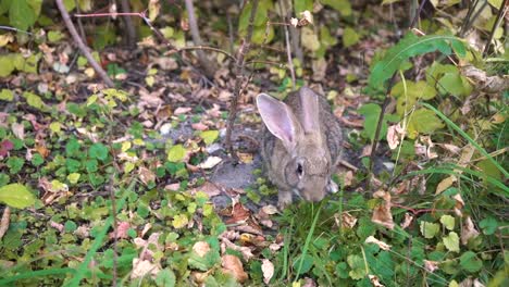 Wildkaninchen-im-Herbstwald