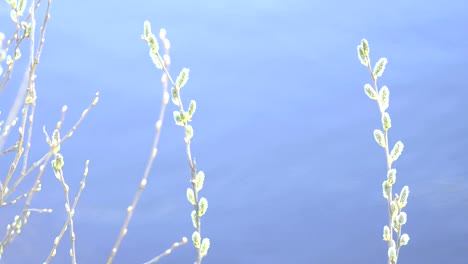 Weidenzweig-blüht-mit-Knospen-vor-dem-Hintergrund-eines-Flusses,-Nahaufnahme,-Kopierraum,-Ostern