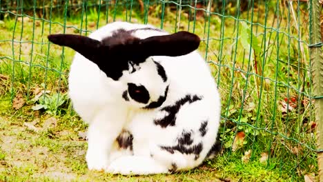 A-black-and-white-rabbit-cleans-its-coat.