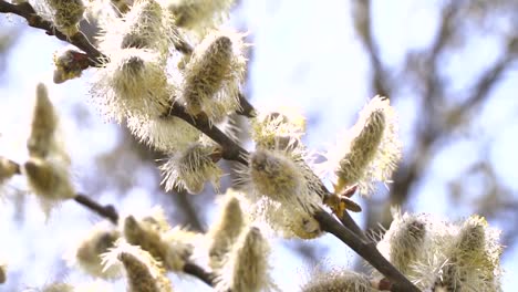 fleißige-Bienen-sammeln-Nektar-für-Honig-aus-Weide-Kätzchen-in-Zeitlupe