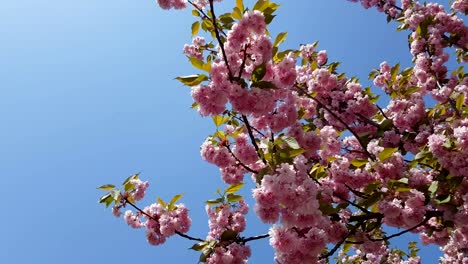 Cerezos-en-flor-contra-el-cielo