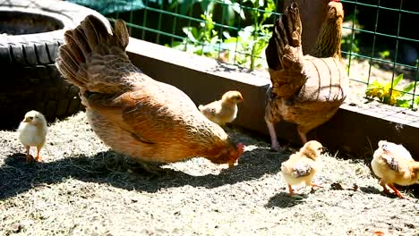 junges-Huhn-zu-Fuß-mit-ihrem-kleinen-Hühner