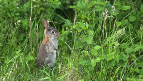 Kaninchen-essen-in-der-Wiese