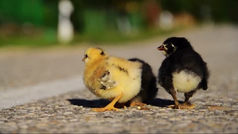 Little-chickens-on-the-road