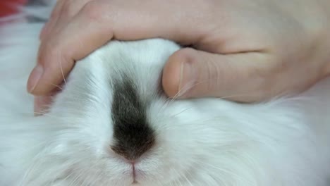 Fluffy-white-rabbit.