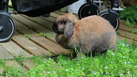 Seitenansicht-eines-schönen-braunen-Kopf-Kaninchen-Hasen