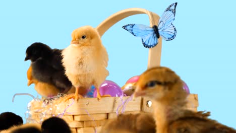 Baby-chicks-in-and-around-an-Easter-basket-with-green-screen-alpha