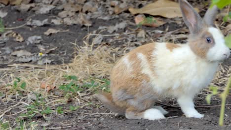 Wild-rabbit-in-nature.