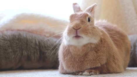 Funny-Bunny-Rufus-rabbit-moves-mouth-looking-cute-in-soft-lighting-natural-tones