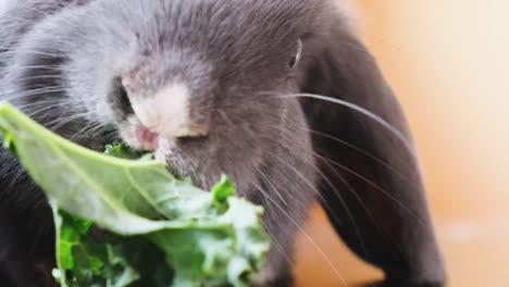 Belier-holland-lop-Kaninchen-essen-Gemüse