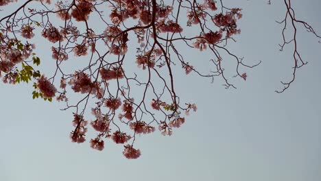 las-flores-rosas-en-las-ramas-de-los-árboles-(Tabebuia-rosea)-son-derribadas-hasta-el-suelo.