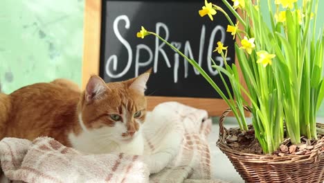 Ð-¡-UTE-gato-blanco-rojo-descansando-cerca-de-la-inscripción-caligráfica-de-letras-a-mano-resorte-en-pizarra-negra-de-pie-sobre-la-superficie-de-hormigón-verde-con-Narciso-de-flor-amarilla-en-la-cesta-de-mimbre.