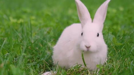 Ein-Kaninchen,-das-grünes-Gras-in-der-Wiese-isst-und-sich-um-die-Natur-umschaut,-die-es-umgibt.