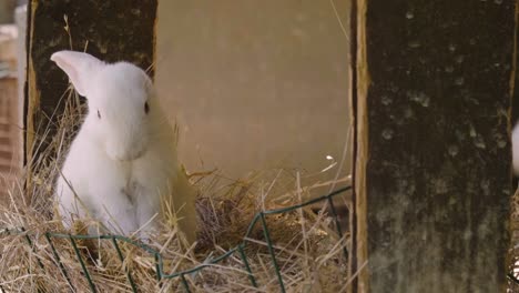 Ein-Kaninchen,-das-grünes-Gras-in-der-Wiese-isst-und-sich-um-die-Natur-umschaut,-die-es-umgibt.