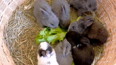 Kaninchen-essen-Gemüse-in-einem-Heunest