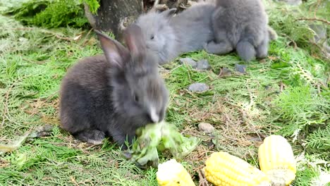 Los-conejos-jóvenes-comiendo-zanahoria-fresca-y-maíz