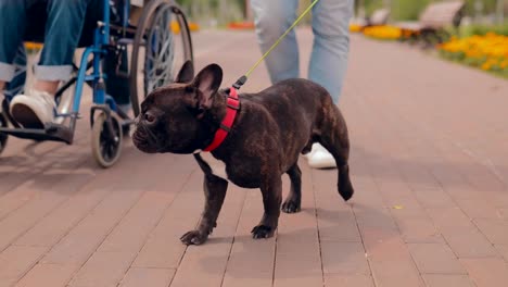 Dog-runs-along-the-path,-the-guy-in-a-wheelchair-is-riding-alongside.-Walk-person-with-disabilities.-Bottom-view.