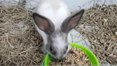 The-gray-rabbit-is-fed-by-feeding-through-a-large-muzzle.-The-rabbit-is-in-a-stainless-cage-with-food.-gray-rabbit-in-a-cage-looking-at-the-camera,-a-young-rabbit