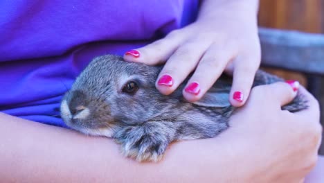 Konzept-niedliche-schöne-Tiere.-Hase-in-den-Händen-eines-Teenagers.-Viehzucht-und-Landwirtschaft,-Kaninchenfarm,-Kinder-und-Tiere,-Sommerferien.-Kontaktieren-Sie-Zoo-mit-Hase-und-Haustiere.-Nahaufnahme.