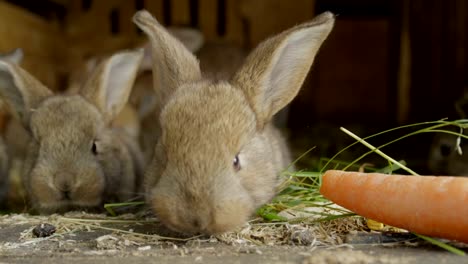 CLOSE-UP:-Curious-fluffy-little-brown-bunnies-snooping-around,-smelling-food