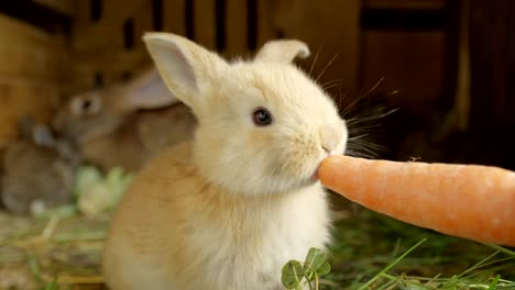 CLOSE-UP:-Schöne-flauschige-leichte-braune-Baby-Hase-essen-große-frische-Karotte