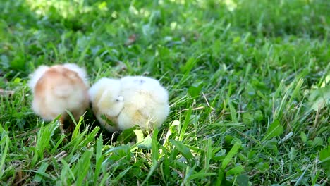 Two-chicks-walking-on-the-grass