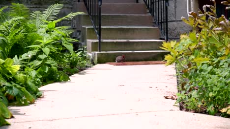 Bauernhof-Kaninchen-am-Sommertag.-Kleines-Kaninchen-in-der-Nähe-der-Treppe.-Hauskaninchen