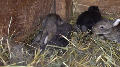 Neugeborene-Kaninchen-im-Nest.