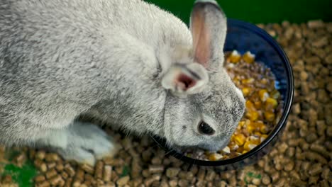 Zeitlupe:-close-up-ein-kleiner-grauer-Hase-isst-Mais-und-Weizen-in-seinem-Käfig.