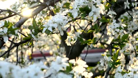 Frühling-Baum-Blumen-Blüte-4k