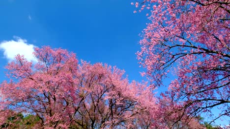 pink-cherry-blossoming