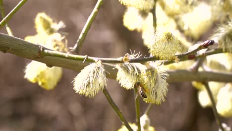 fleißige-Bienen-sammeln-Nektar-für-Honig-aus-Weide-Kätzchen-in-Zeitlupe