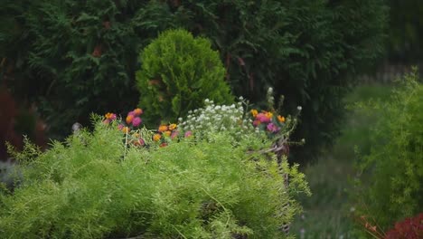 manicured-lawn-with-decorative-bushes-on-backyard-of-country-house-in-summer