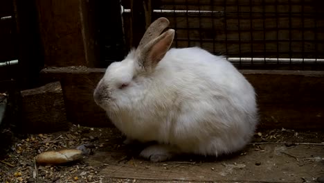 Rabbit.-Rabbit-is-sleeping