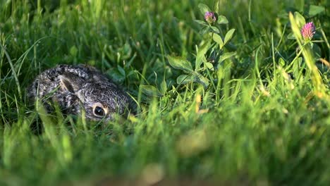 Eine-kleine,-Angst-Hase-sitzt-in-den-Rasen.