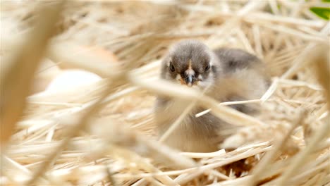 Lovely-little-chick.-Gray-white-color.-Close-up