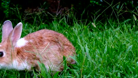 Lindo-conejo-marrón-comiendo-hierba-en-el-bosque-de-Tailandia,-UHD-4K-video