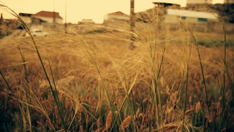 Wilderness,-wild-grasses