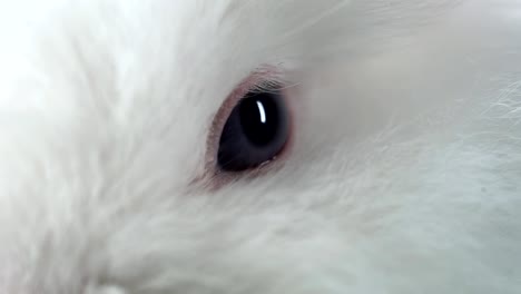 Cute-fluffy-bunny-sniffs-the-air.-Close-up-shot