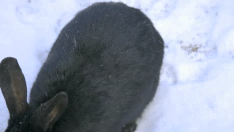 Zwei-Kaninchen-im-Schnee